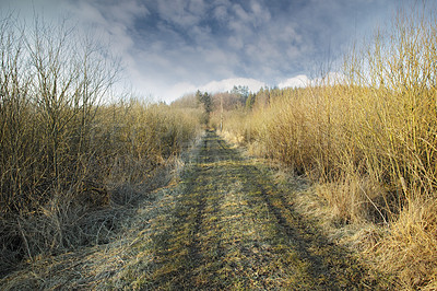 Buy stock photo Vanishing dirt road leading though swamp land in early spring, Denmark. Swampy land and wetland against a cloudy overcast sky in nature. Wet and muddy path or rut through a field in the countryside