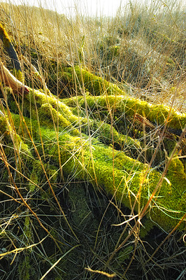 Buy stock photo Closeup on vibrant green moss growing on a fallen tree bark in an empty Denmark swamp in spring. Zoom macro view of detail, textured algae spreading, covering wooden trunk in remote nature landscape