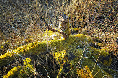 Buy stock photo Closeup of vibrant green moss growing on tree trunk in an empty Denmark swamp in early spring. Macro view of detail, textured algae spreading, covering a wooden stump in a remote nature landscape