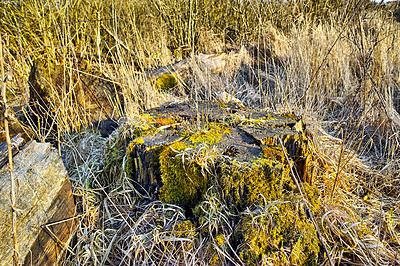 Buy stock photo Moss covered tree stump on a grass field. Rural nature scene of overgrown wild reeds with a fallen tree on an uninhabited forest trail for hiking and exploration. Decaying swamp land in Denmark