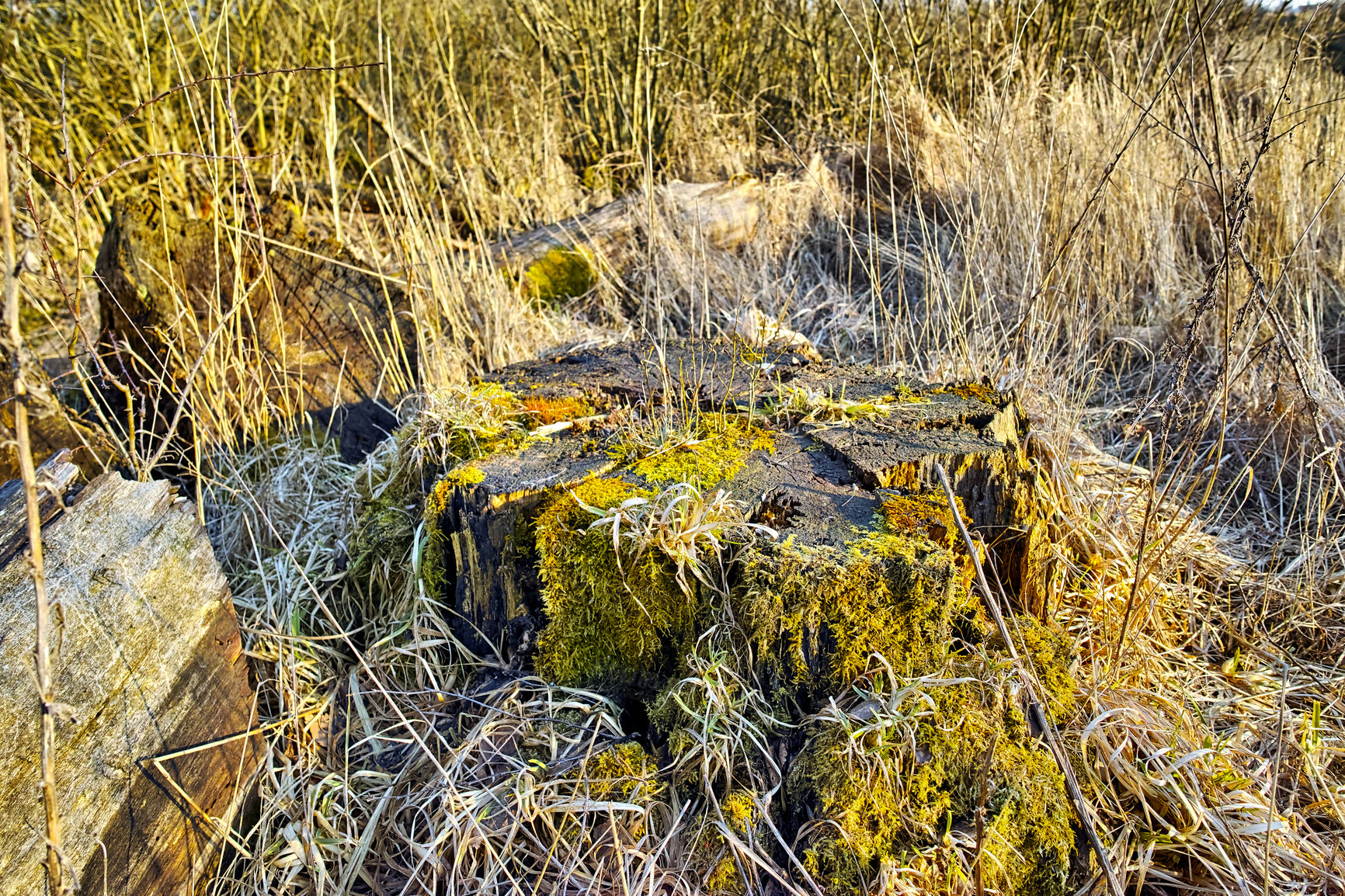 Buy stock photo Moss covered tree stump on a grass field. Rural nature scene of overgrown wild reeds with a fallen tree on an uninhabited forest trail for hiking and exploration. Decaying swamp land in Denmark