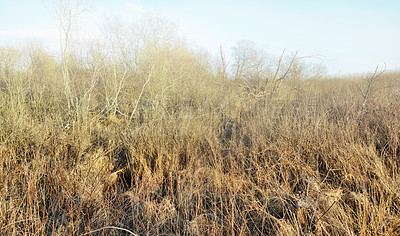 Buy stock photo Dry or arid grass in a swamp in an empty grassland in Europe in early spring. Uncultivated textured background with detail and brown pasture. Thorn bushes and shrubs covering land, field, or veld