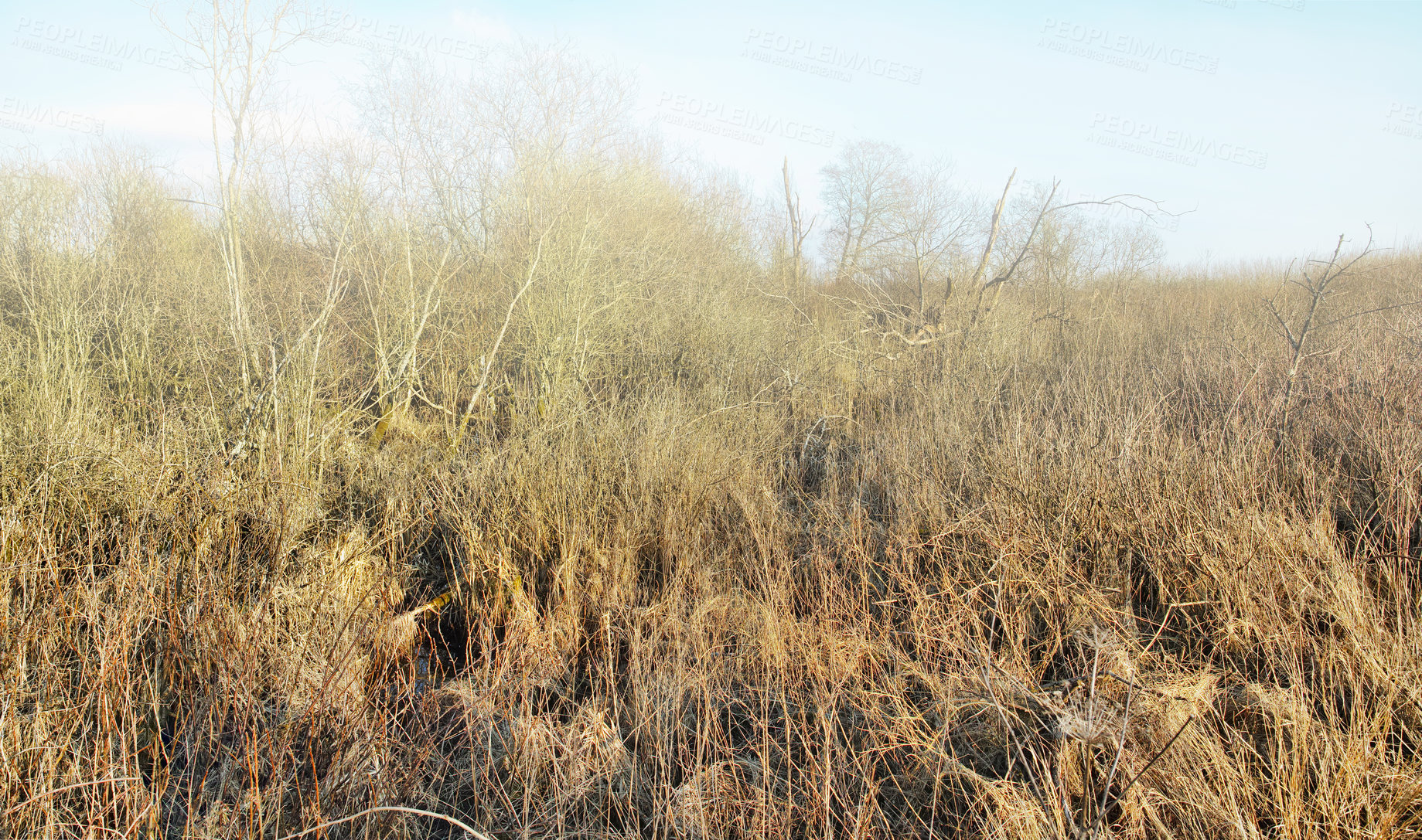 Buy stock photo Dry or arid grass in a swamp in an empty grassland in Europe in early spring. Uncultivated textured background with detail and brown pasture. Thorn bushes and shrubs covering land, field, or veld