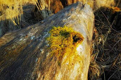 Buy stock photo Closeup of green moss growing on the bark of a fallen tree in an empty Denmark swamp in early spring. Macro view  detail of textured algae spreading, covering a wooden trunk in remote nature landscape