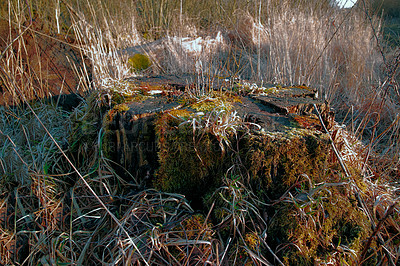 Buy stock photo Moss covered tree stump in grass field. Rural nature scene of overgrown algae and wild reeds on a fallen tree in a dry and arid forest trail for hiking and exploration. Decaying swamp land in Denmark