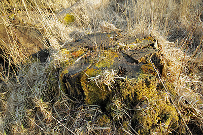 Buy stock photo Closeup of green moss growing on the bark of a fallen tree in an empty Denmark swamp in early spring. Macro view of detail, textured algae spreading, covering a wooden trunk in remote nature landscape