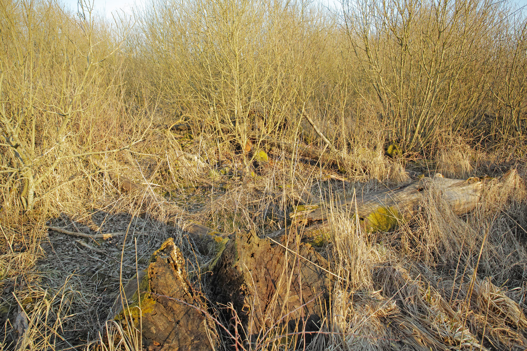 Buy stock photo View of dry, arid grassland and a fallen tree in an empty Denmark swamp in early spring. Uncultivated textured background with detail and dense thorn bushes and shrubs covering land, a field or veld