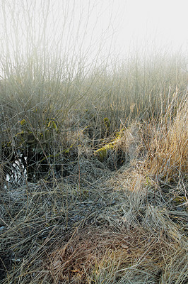 Buy stock photo Dry arid grass on a swamp in an empty grassland in Denmark on a misty day with fog. Nature landscape and background of uncultivated land with brown reeds. Thorn bushes and shrubs overgrown on a field