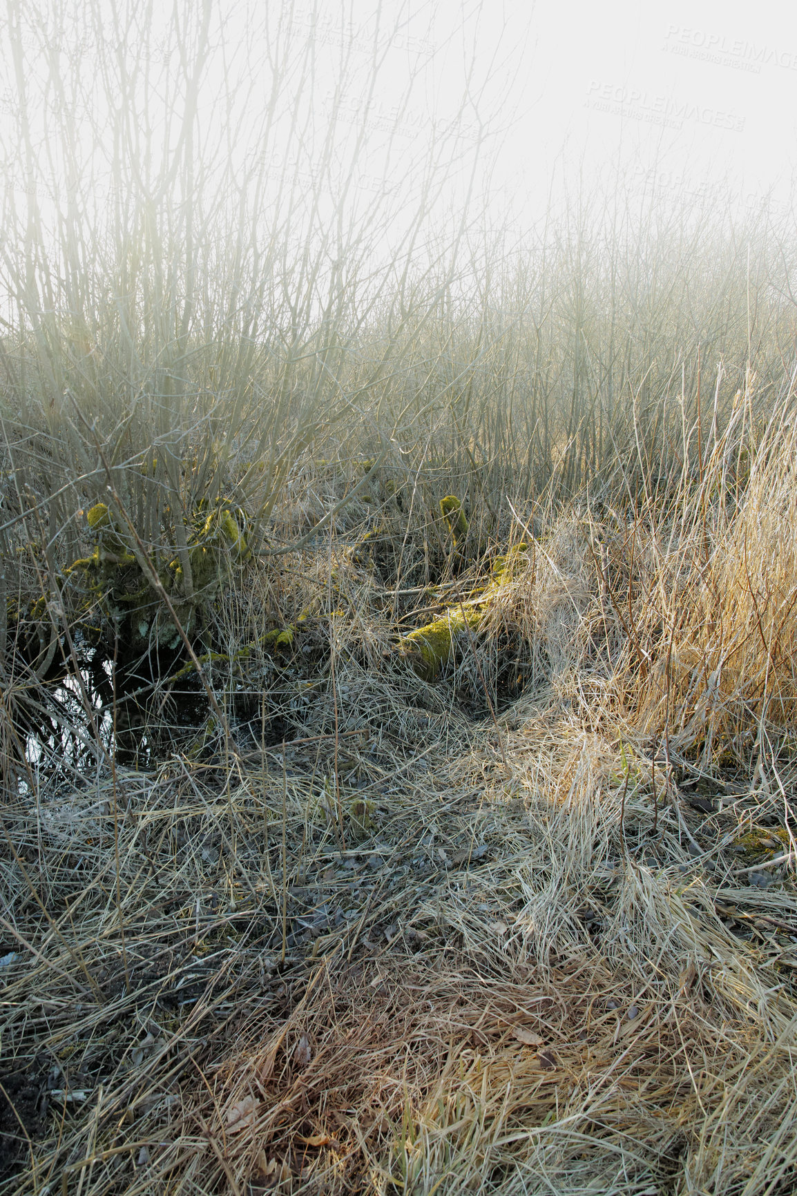 Buy stock photo Dry arid grass on a swamp in an empty grassland in Denmark on a misty day with fog. Nature landscape and background of uncultivated land with brown reeds. Thorn bushes and shrubs overgrown on a field