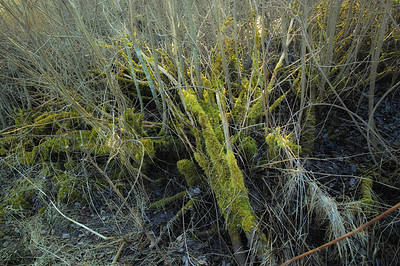 Buy stock photo Closeup of vibrant green moss growing on a fallen branch in an empty Denmark swamp in early spring. Macro view detail of textured algae spreading, covering a tree bark in a remote nature landscape