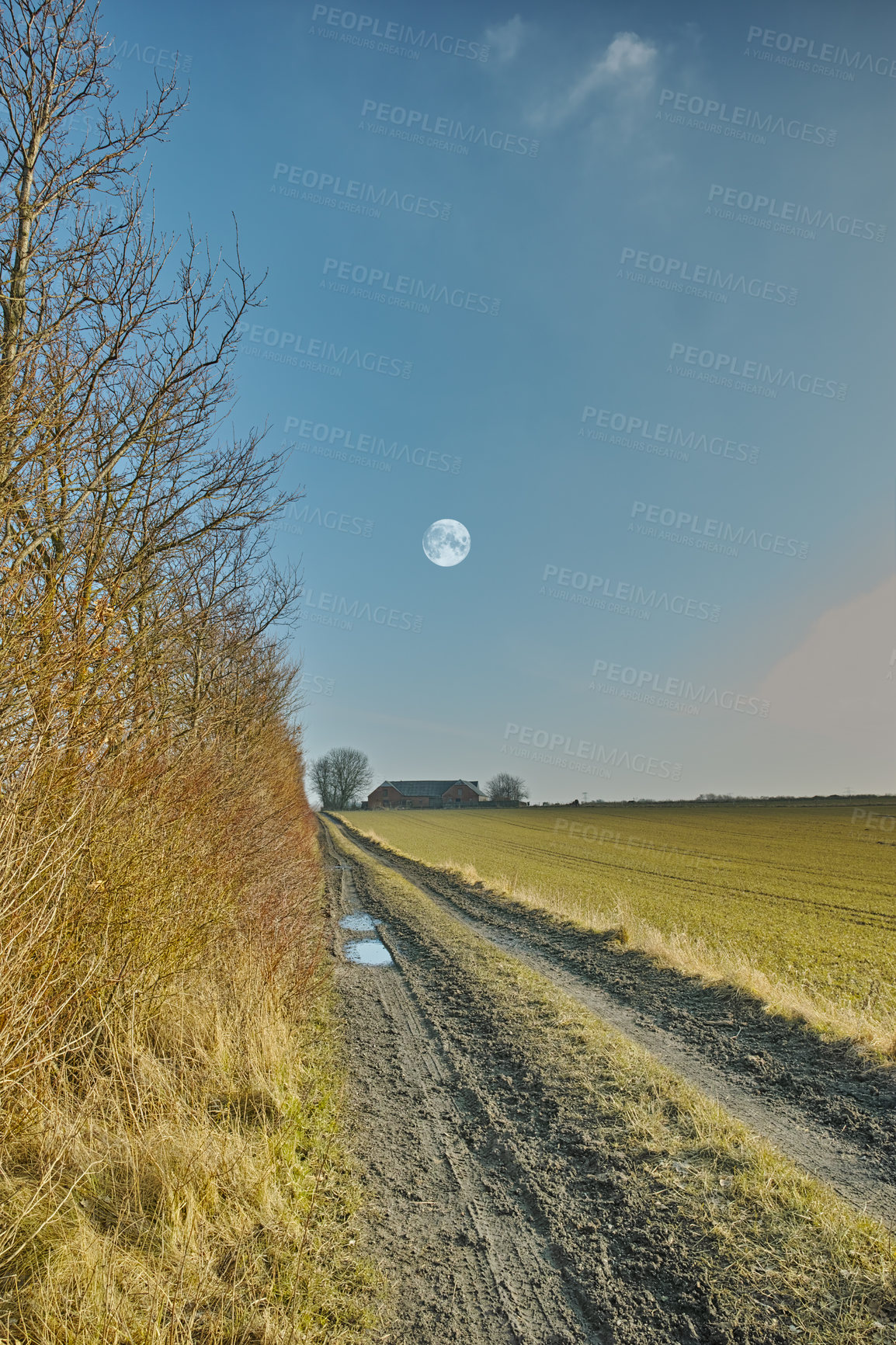 Buy stock photo View of a dirt road in the wet countryside near a wheat field during spring in Denmark. Vanishing path with deep rut and puddles in the meadow after rain against a blue sky with full moon background