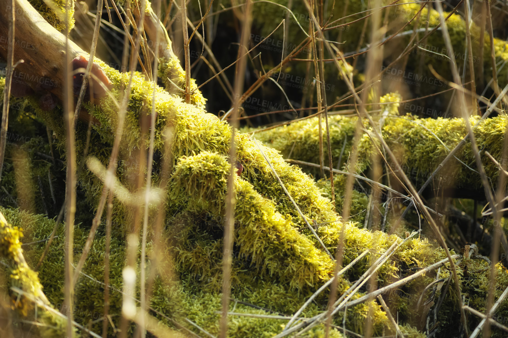 Buy stock photo Decay in the swamp in Denmark. Moss covered fallen tree in an abandoned forest. Vibrant coloured swamp showing an unmaintained tree trunk near a water source. Rural scene for hikers to explore