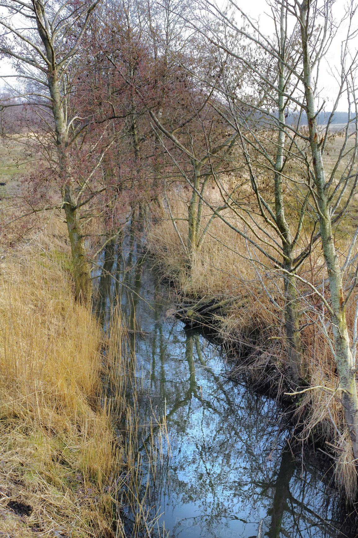 Buy stock photo Wet farmland in early spring ,Jutland, Denmark. Abandoned wild tree branches growing near water source. Swamp riverbank for hikers to explore. Spooky abandoned land, scenic rural background wallpaper