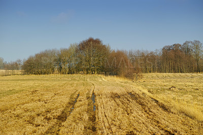 Buy stock photo Wet farm land and trees in the countryside. Open wetland or a swamp covered in yellow haylike lawn grass with forestry in the background. Empty agricultural field with water puddles due to rainfall