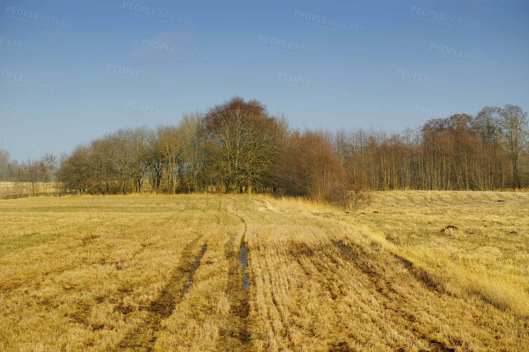 Buy stock photo Wet farm land and trees in the countryside. Open wetland or a swamp covered in yellow haylike lawn grass with forestry in the background. Empty agricultural field with water puddles due to rainfall