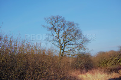 Buy stock photo Landscape of a leafless tree growing on a dry field against a blue sky. Arid wilderness or veld with thorn bushes at the end of winter. Uncultivated overgrown grass on an empty agricultural farm land