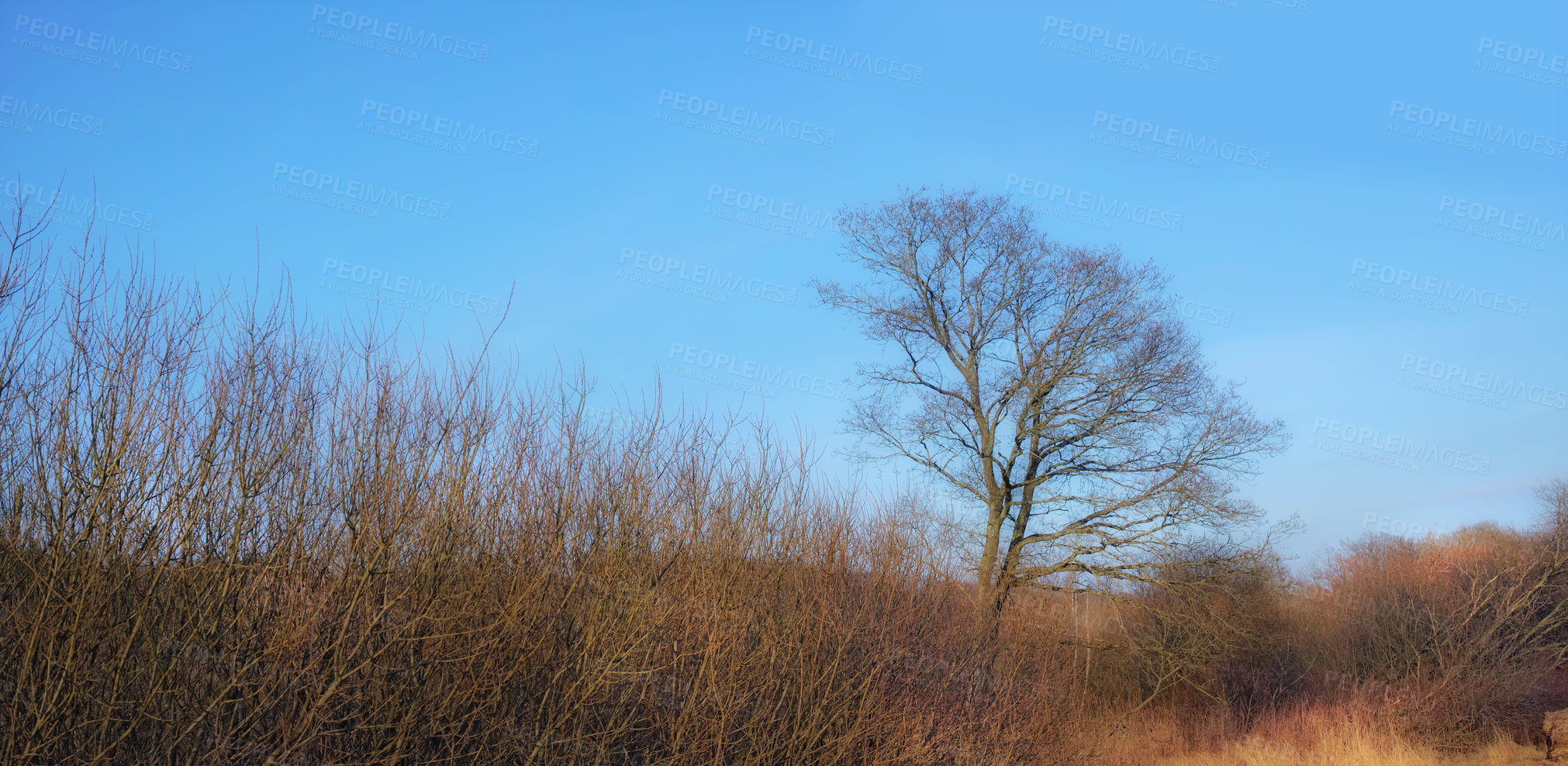 Buy stock photo Dry or arid land an empty Denmark swamp in early spring. Uncultivated farmland and a tree without leaves with a blue sky background. Semi desert prairie or pasture grassland clumps in rural landscape