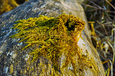 Buy stock photo Closeup of vibrant green moss growing on tree trunk in an empty Denmark swamp in early spring. Macro view of detail, textured algae spreading, covering a wooden stump in remote nature landscape