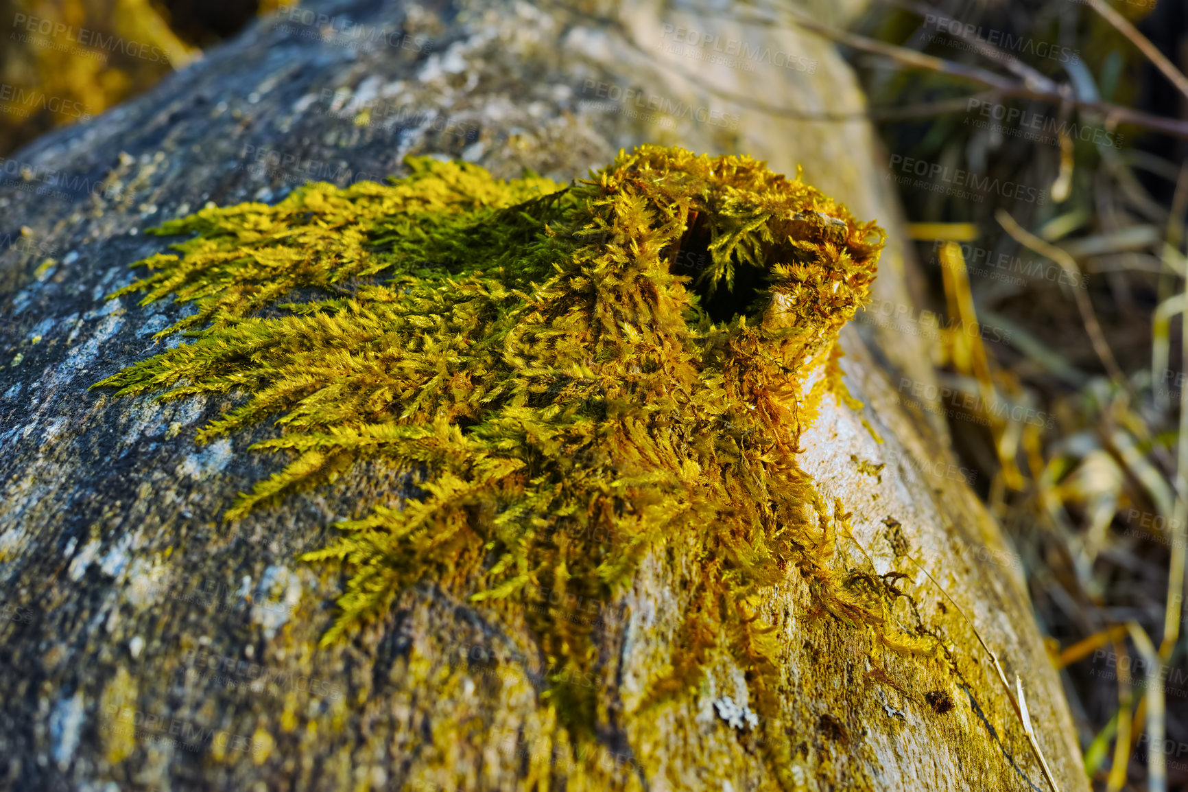 Buy stock photo Closeup of vibrant green moss growing on tree trunk in an empty Denmark swamp in early spring. Macro view of detail, textured algae spreading, covering a wooden stump in remote nature landscape