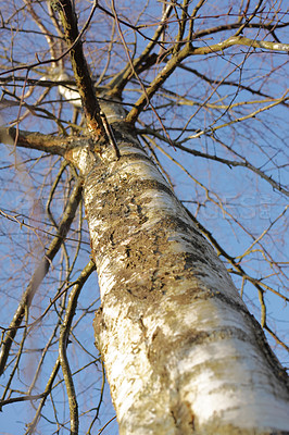 Buy stock photo Closeup of a tree with long bare branches from below with blue sky background on a swamp in early spring in Denmark. Twigs of old brown wild tree in the forest or woods. Scenic landscape in nature