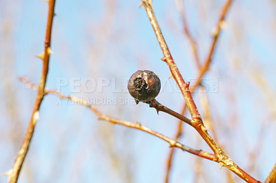 Buy stock photo Branches in winter with dried fruit hanging on a leafless tree. Single Pomegranate hanging on a branch or twig against a blue sky background. Dried out fruit rotting on a bare tree in springtime