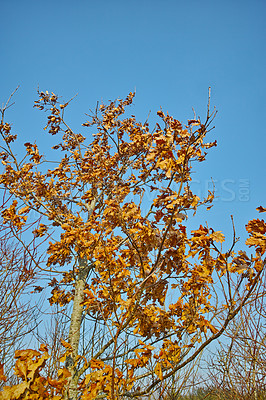 Buy stock photo Closeup of tree from below with clear blue sky background and copyspace in the forest or woods. Brown leaves growing on tree branches in a swamp during early spring in Denmark. Scenic nature landscape