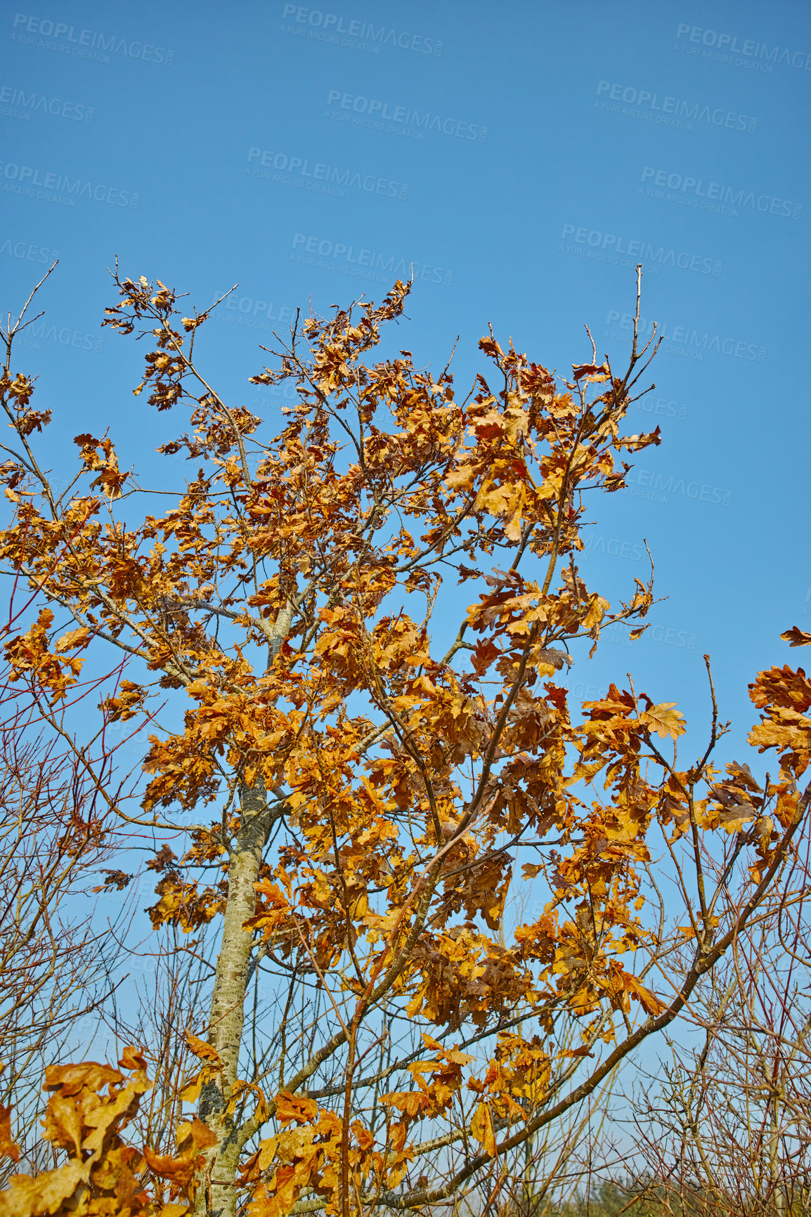 Buy stock photo Closeup of tree from below with clear blue sky background and copyspace in the forest or woods. Brown leaves growing on tree branches in a swamp during early spring in Denmark. Scenic nature landscape