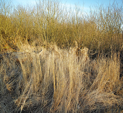 Buy stock photo Dry arid grass on a swamp in an empty grassland in Norway in early spring. Nature landscape and background of uncultivated land with brown reeds. Thorn bushes and shrubs overgrown on a field or veld