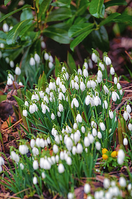 Buy stock photo Flowers, spring and white snowdrop in garden with natural landscape, morning growth and calm environment. Blossom, peace or nature with green leaves in backyard, countryside and floral plants in bush