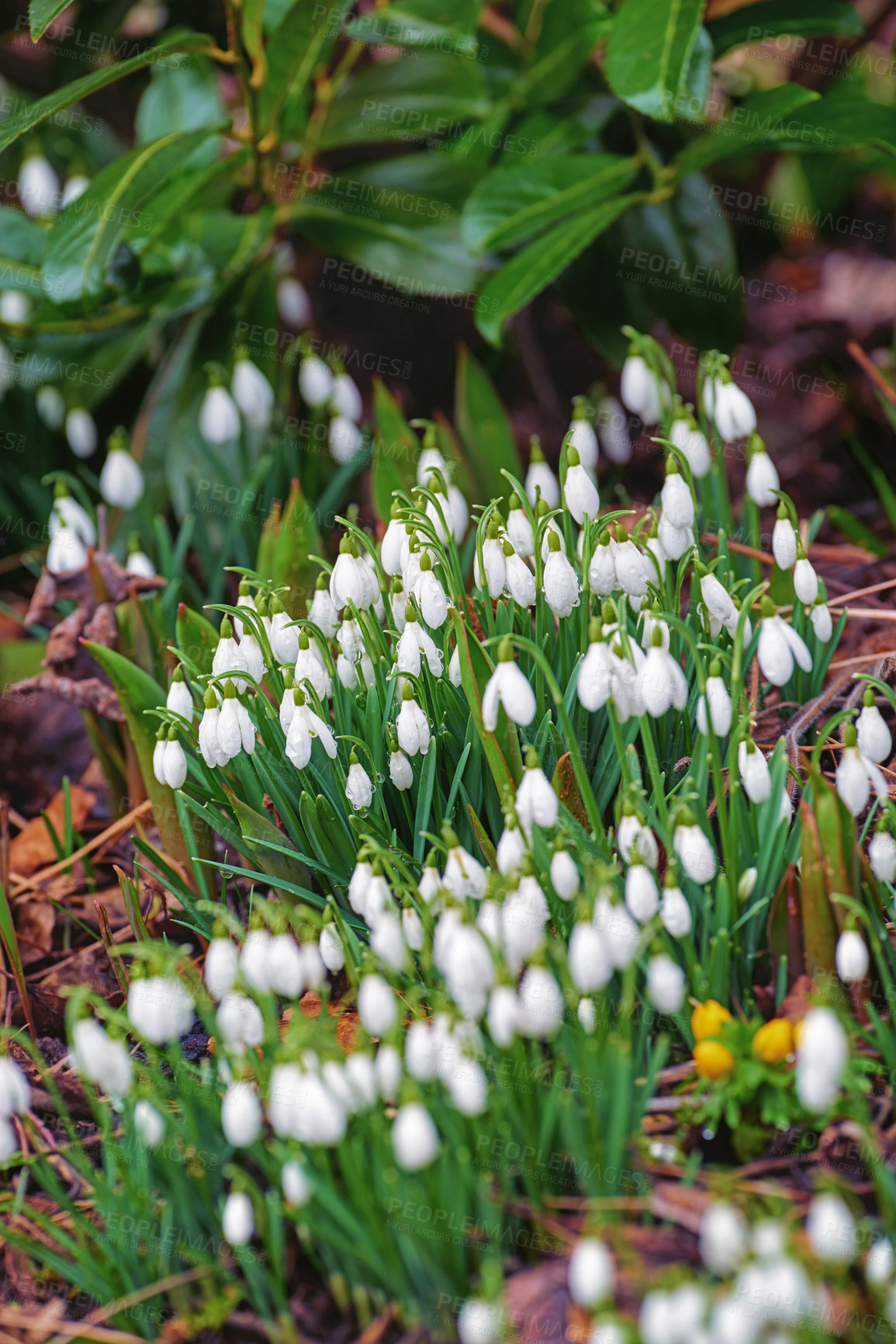 Buy stock photo Flowers, spring and white snowdrop in garden with natural landscape, morning growth and calm environment. Blossom, peace or nature with green leaves in backyard, countryside and floral plants in bush