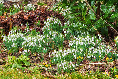 Buy stock photo Flowers, blossom and snowdrop bush in garden with natural landscape, morning growth and calm environment. Spring, peace or nature with green leaves in backyard, countryside and floral plants on floor