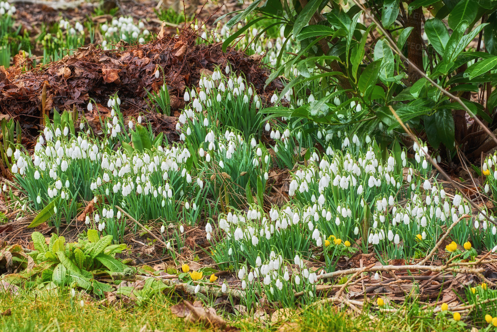 Buy stock photo Flowers, blossom and snowdrop bush in garden with natural landscape, morning growth and calm environment. Spring, peace or nature with green leaves in backyard, countryside and floral plants on floor