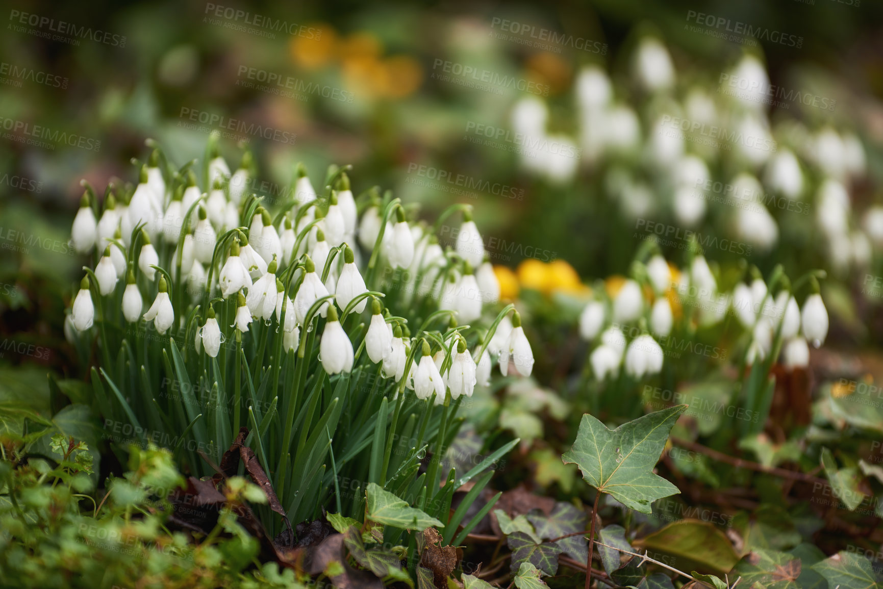 Buy stock photo Flowers, blossom and white snowdrop in forest with natural garden, morning growth and calm environment. Spring, peace or nature with green leaves in backyard, countryside and floral plants in bush