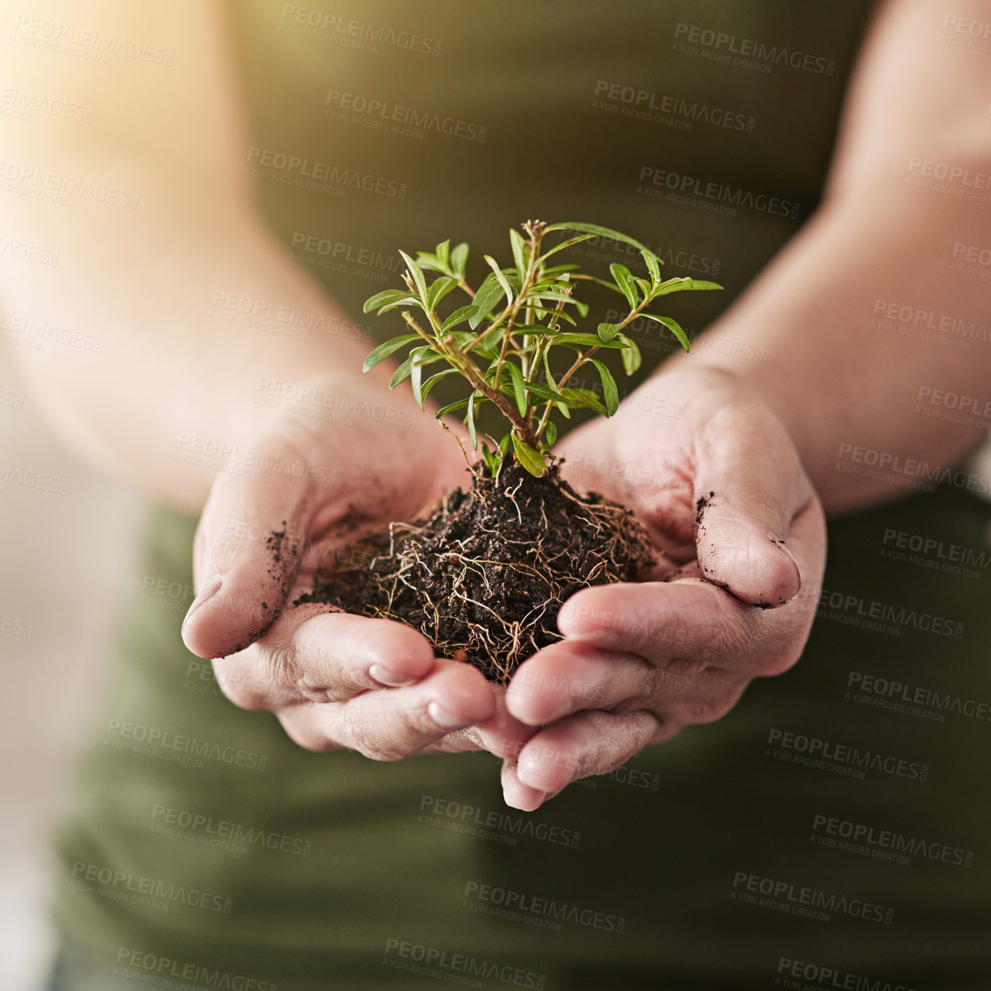 Buy stock photo Cropped shot of a woman holding a plant growing out of soil