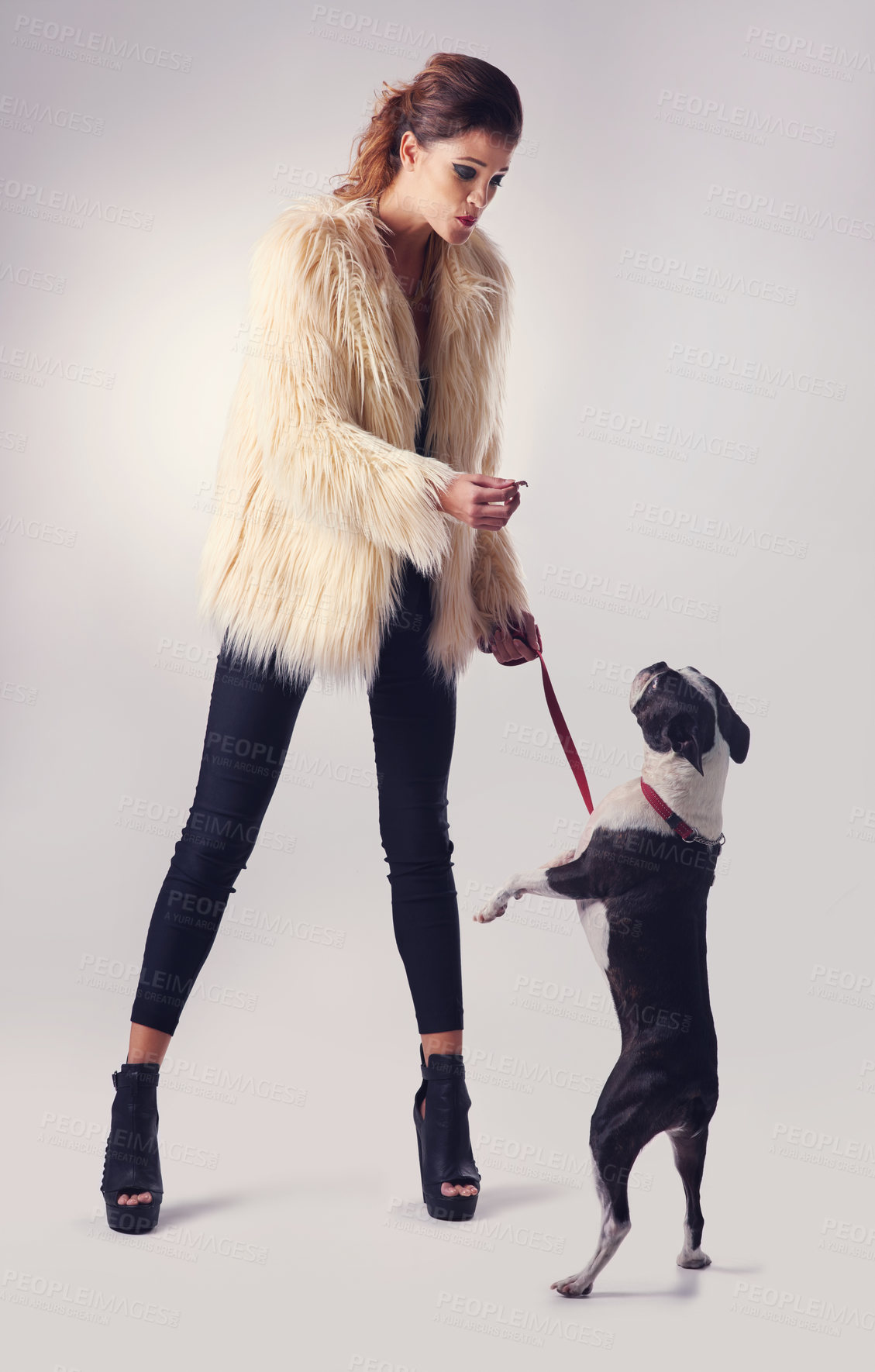 Buy stock photo Woman, playing and dog in studio with food for learning, training and snack for canine companion. Girl or pet owner, animal and white background with stylish, trending fashion and friendship.