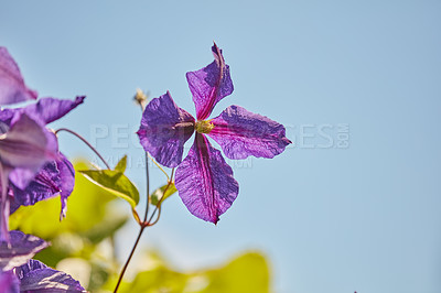 Buy stock photo Flowers, blossom and purple buttercup in garden with blue sky, morning growth and calm outdoor environment. Spring, peace and nature with clematis in backyard, countryside and floral plants in bush