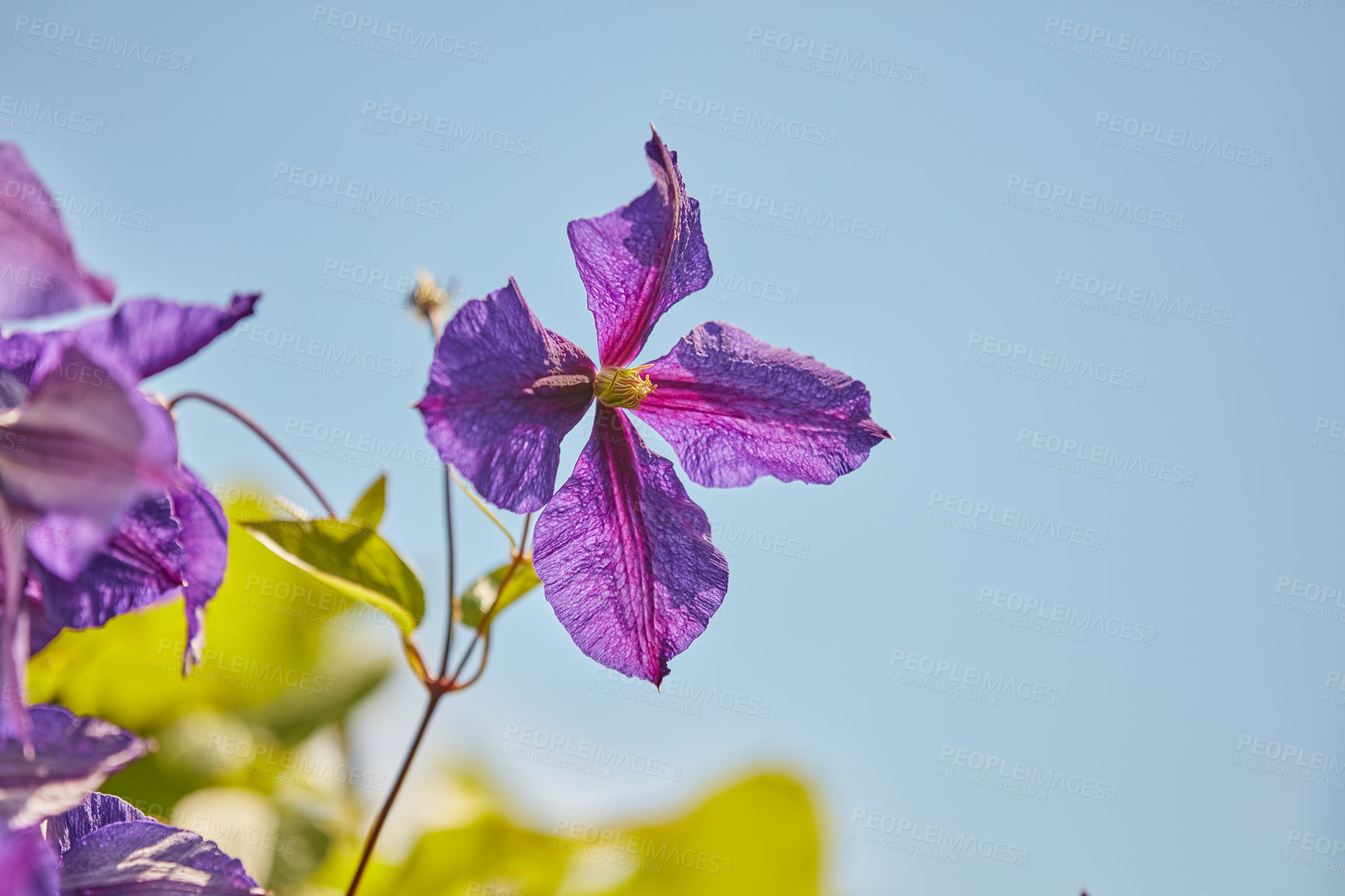 Buy stock photo Flowers, blossom and purple buttercup in garden with blue sky, morning growth and calm outdoor environment. Spring, peace and nature with clematis in backyard, countryside and floral plants in bush