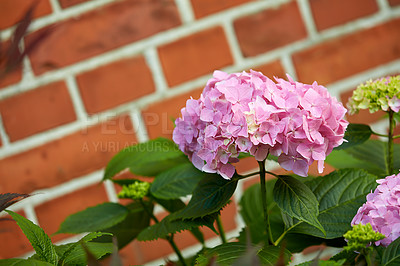 Buy stock photo Outdoor, flower and pink hydrangea in garden for blossom growth in nature for floriculture. Plants, spring and seasonal floral bush with natural, color and fresh macrophylla petals in park or field.