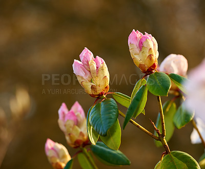 Buy stock photo Forest, flowers and nature with species for sustainability, environment and ecology in Australia. Outdoor, rhododendron plant and floral with preservation, conservation and biodiversity for blooming