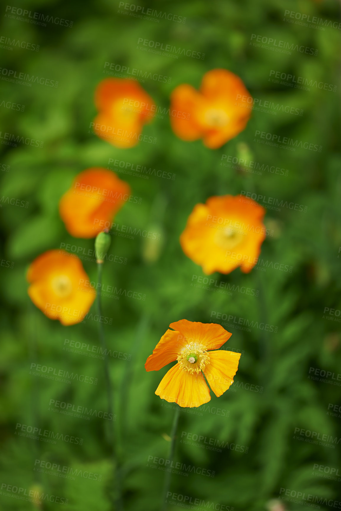 Buy stock photo Spring, blossom and orange flowers in garden with green leaves, morning growth and calm outdoor environment. Plants, botany and nature with ice poppy in backyard, countryside or floral rural meadow