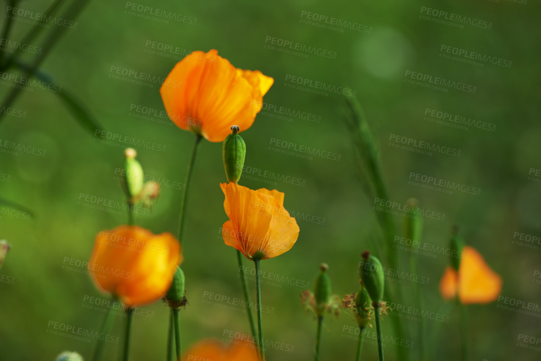 Buy stock photo Spring, nature and orange flowers in garden with green leaves, morning growth and calm outdoor environment. Plants, botany and Iceland poppy blossom in backyard, countryside or floral rural meadow