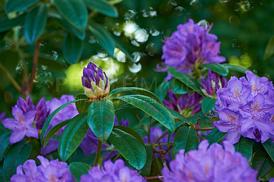 Buy stock photo Flowers, spring and purple bush in garden with green leaves, morning growth and calm outdoor environment. Blossom, botany and nature with wild floral plants in backyard, countryside or rural meadow