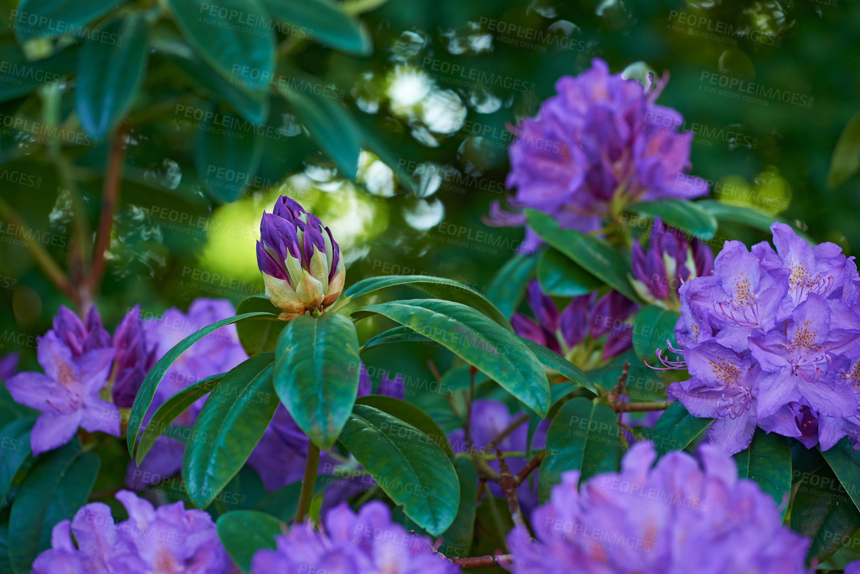 Buy stock photo Flowers, spring and purple bush in garden with green leaves, morning growth and calm outdoor environment. Blossom, botany and nature with wild floral plants in backyard, countryside or rural meadow