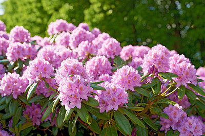 Buy stock photo Flowers, blossom and pink bush in garden with green leaves, morning growth and calm outdoor environment. Spring, botany and nature with wild floral plants in backyard, countryside or rural meadow