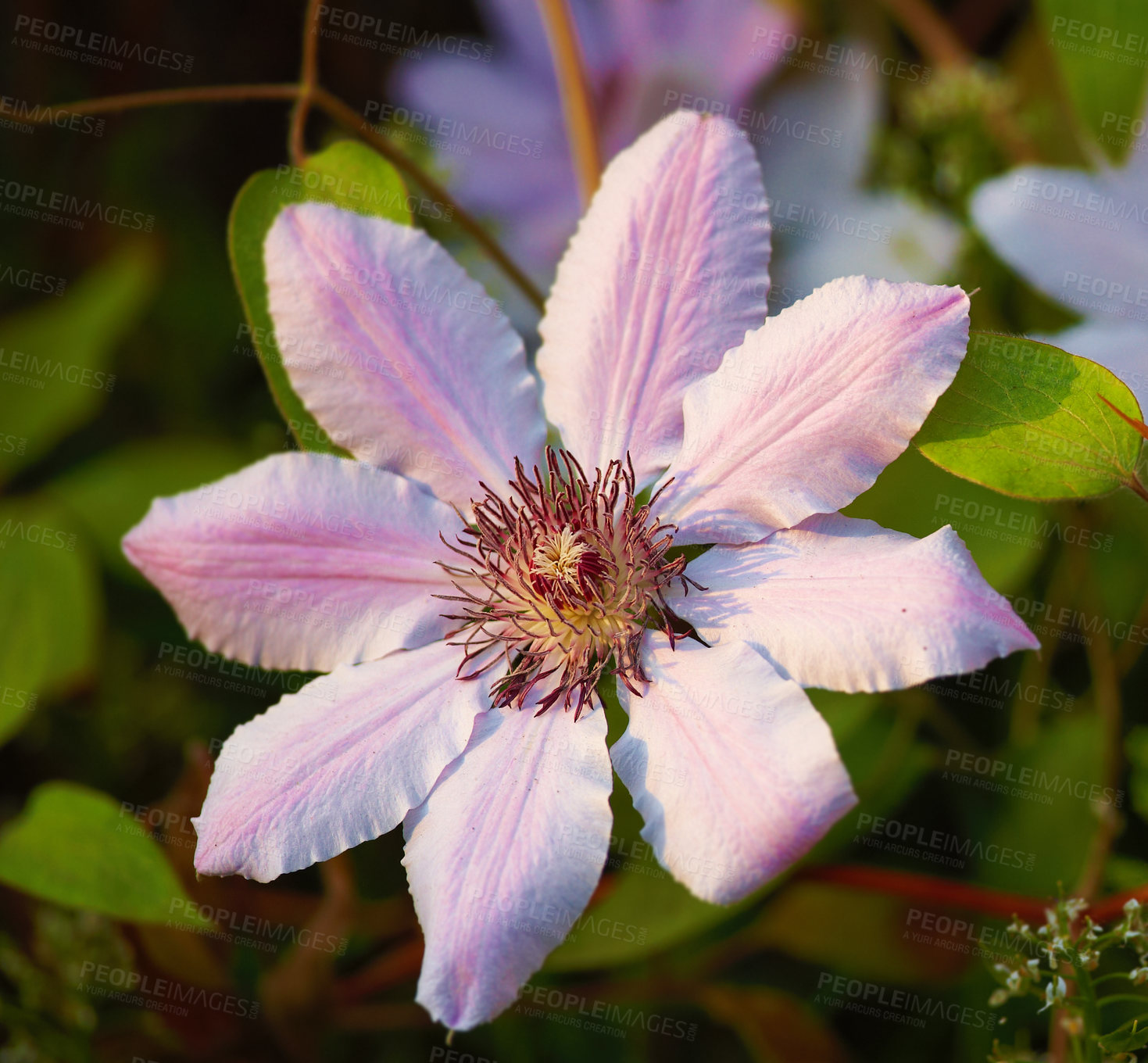 Buy stock photo Blossom, spring and purple flower in garden with sustainability, morning growth and calm environment. Plants, horticulture and nature with buttercup in backyard, countryside and outdoor floral bush