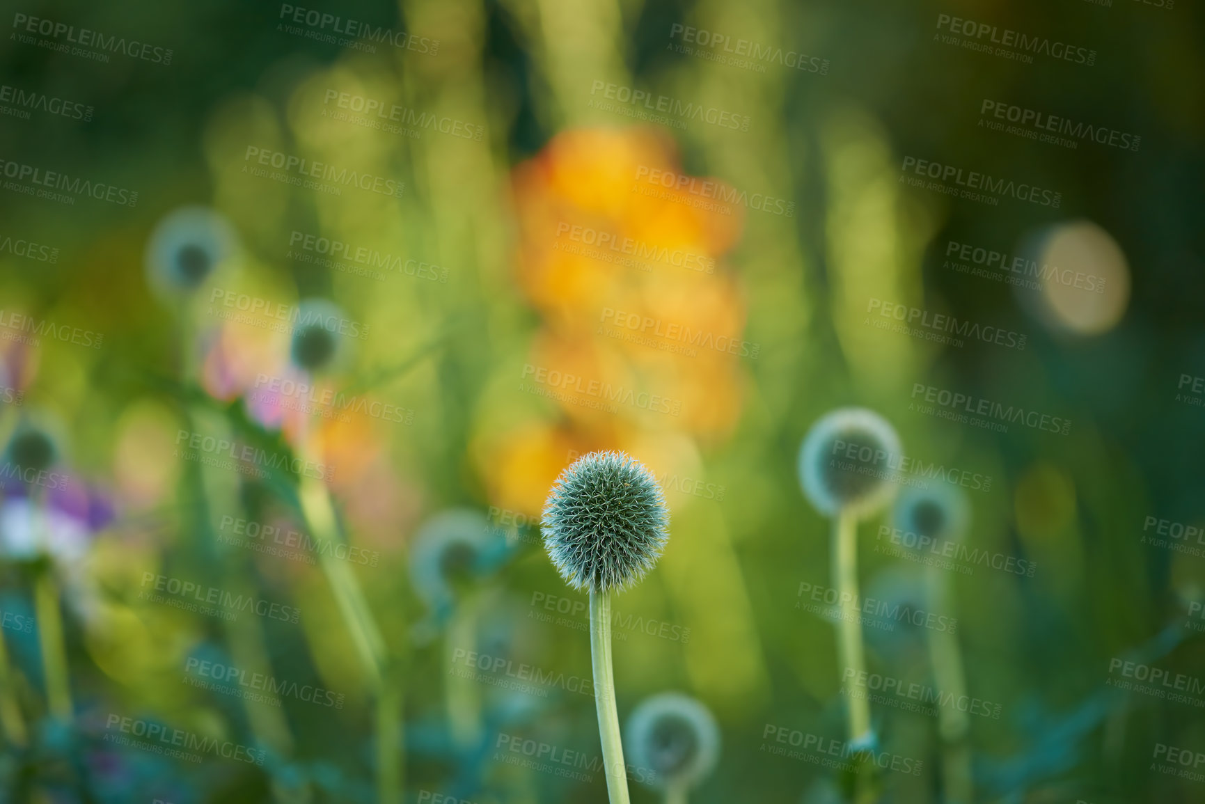 Buy stock photo Blue Globe Thistle Flowers, known as Echinops and stalwart perennial. Latin: Echinops exaltatus