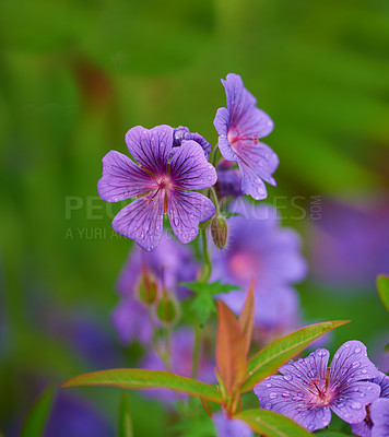 Buy stock photo Purple cranesbill, flower and plant in garden for growth, blossom and ecology outdoor. Meadow, floral leaves and geranium petals in nature with morning dew, water drops and natural texture in spring