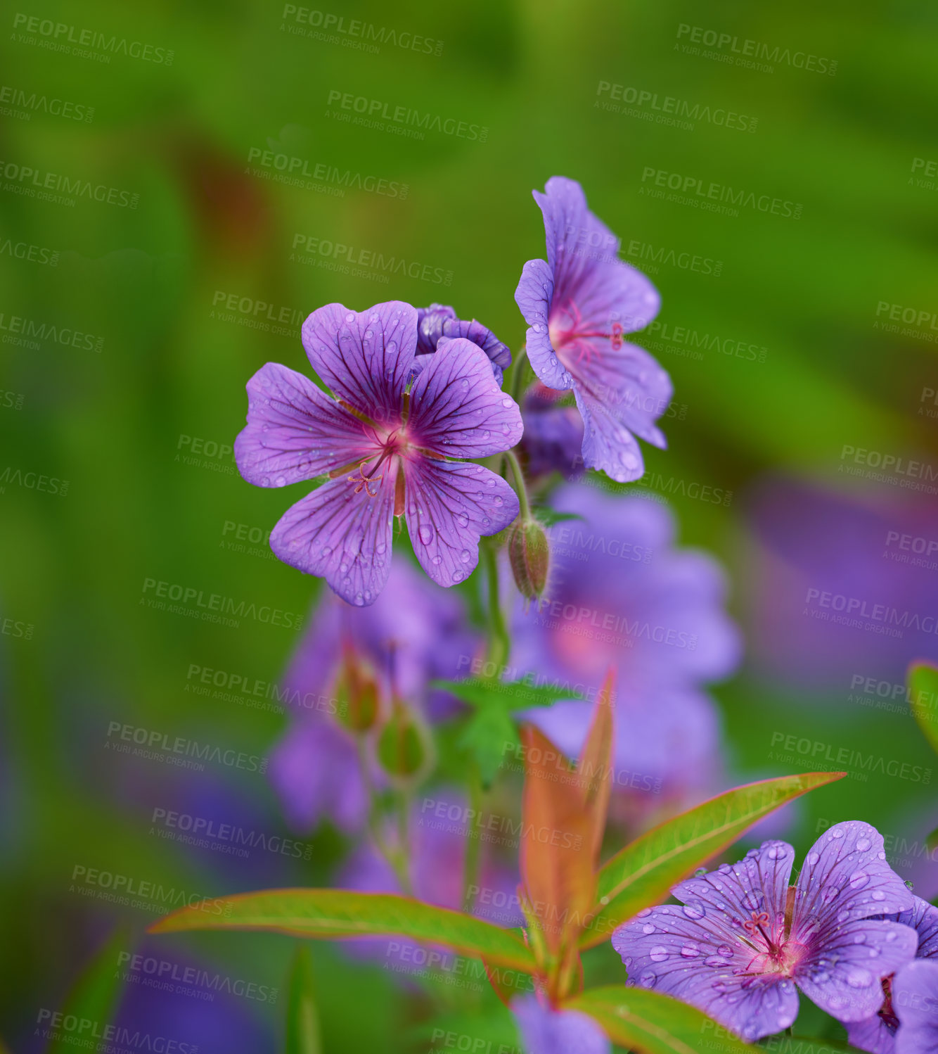 Buy stock photo Purple cranesbill, flower and plant in garden for growth, blossom and ecology outdoor. Meadow, floral leaves and geranium petals in nature with morning dew, water drops and natural texture in spring