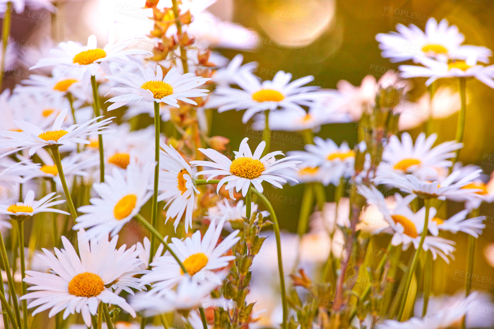 Buy stock photo Spring, flowers and daisies in garden for blossom growth in nature for floriculture. Plants, outdoor and seasonal floral bush with natural, color and fresh white chrysanthemum in park or field.