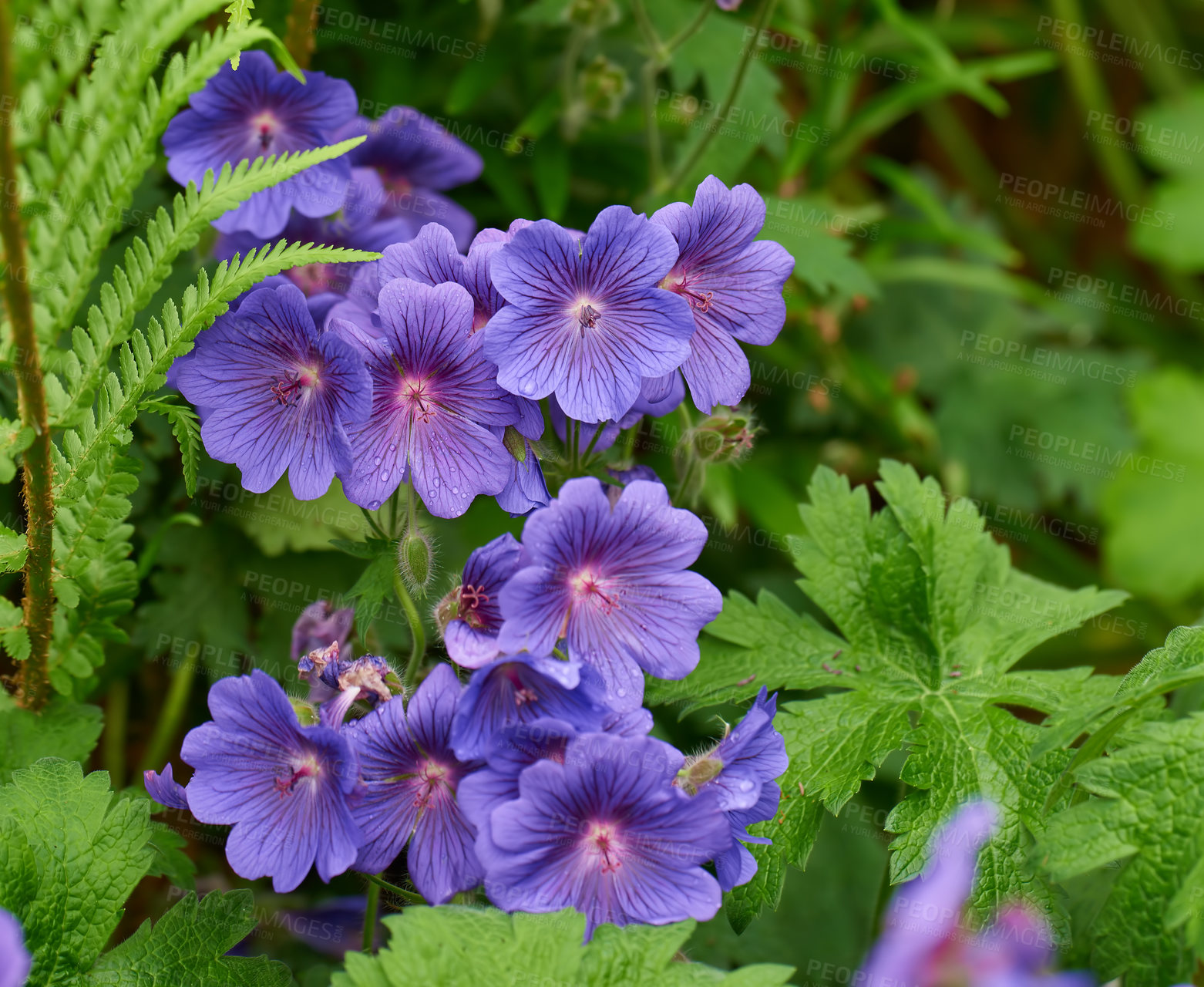 Buy stock photo Meadow cranesbill is its most common name, although other names include 'meadow crane's-bill' and 'meadow geranium'.